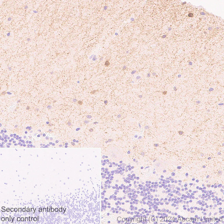 Immunohistochemistry (Formalin/PFA-fixed paraffin-embedded sections) - Anti-nNOS (neuronal) antibody [RM1237] (AB323183)