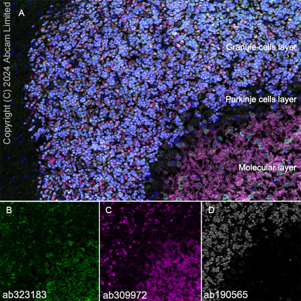 Immunohistochemistry (Frozen sections) - Anti-nNOS (neuronal) antibody [RM1237] (ab323183), expandable thumbnail