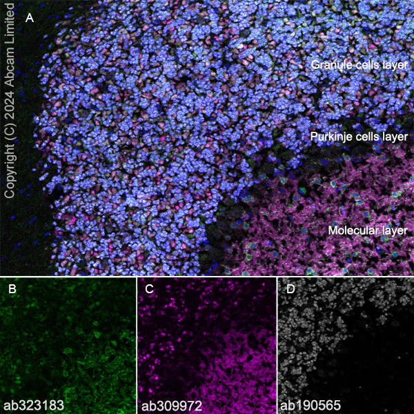 Immunohistochemistry (Frozen sections) - Anti-nNOS (neuronal) antibody [RM1237] (AB323183)
