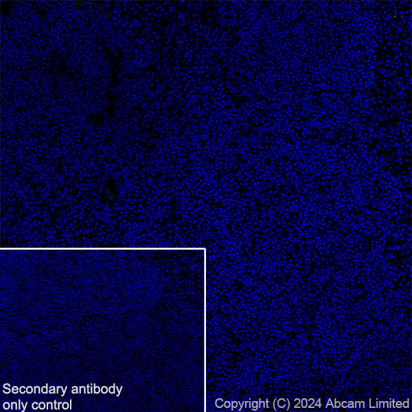 Immunohistochemistry (Frozen sections) - Anti-nNOS (neuronal) antibody [RM1237] (ab323183), expandable thumbnail