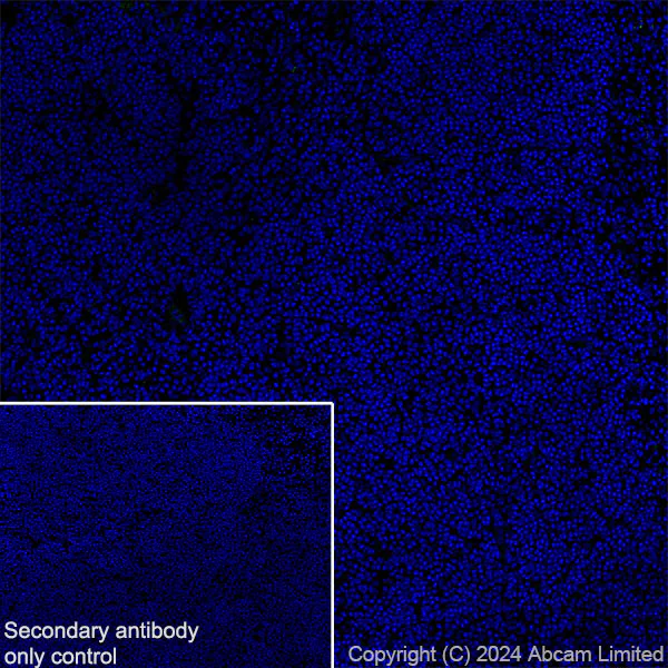 Immunohistochemistry (Frozen sections) - Anti-nNOS (neuronal) antibody [RM1237] (AB323183)