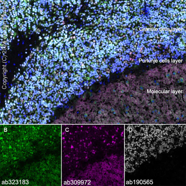 Immunohistochemistry (Frozen sections) - Anti-nNOS (neuronal) antibody [RM1237] (AB323183)