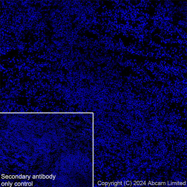 Immunohistochemistry (Frozen sections) - Anti-nNOS (neuronal) antibody [RM1237] (AB323183)
