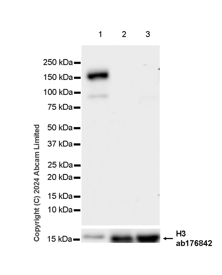 Western blot - Anti-nNOS (neuronal) antibody [RM1237] (AB323183)