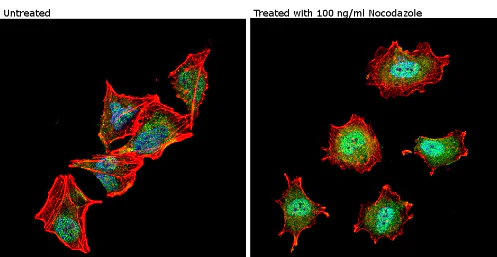 Immunocytochemistry/ Immunofluorescence - Anti-nNOS (neuronal) (phospho S1417) antibody (AB5583)
