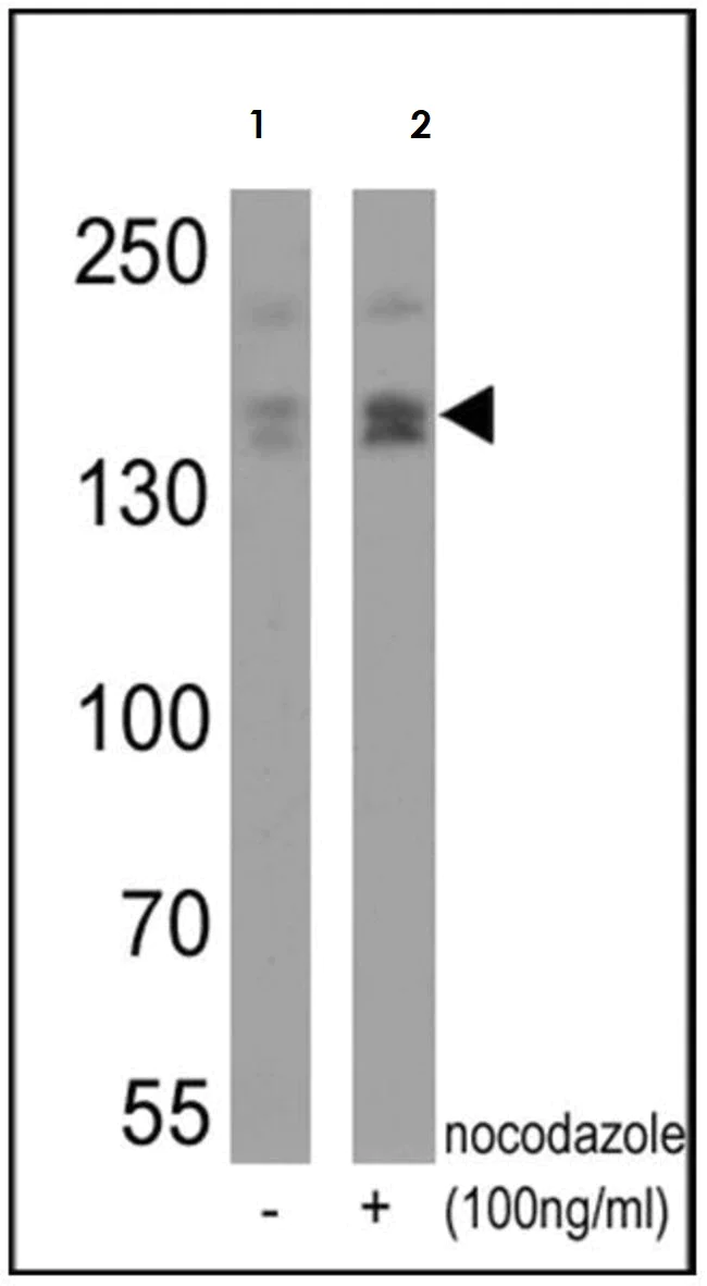 Western blot - Anti-nNOS (neuronal) (phospho S1417) antibody (AB5583)