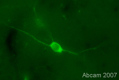 Immunohistochemistry (PFA perfusion fixed frozen sections) - Anti-nNOS (neuronal) (phospho S847) antibody (AB16650), expandable thumbnail