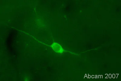 Immunohistochemistry (PFA perfusion fixed frozen sections) - Anti-nNOS (neuronal) (phospho S847) antibody (AB16650)