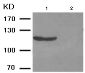Western blot - Anti-nNOS (neuronal) (phospho S852) antibody (AB194524)