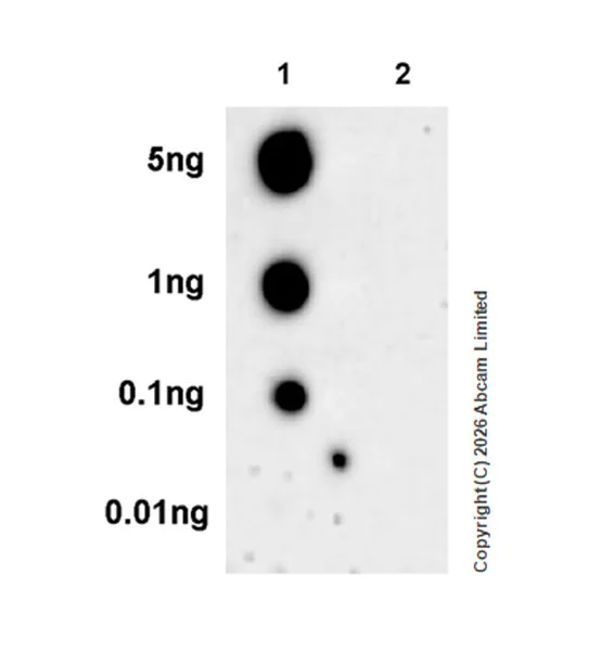 Dot Blot - Anti-nNOS (phospho S847) antibody [EPR28208-546] (AB325748)