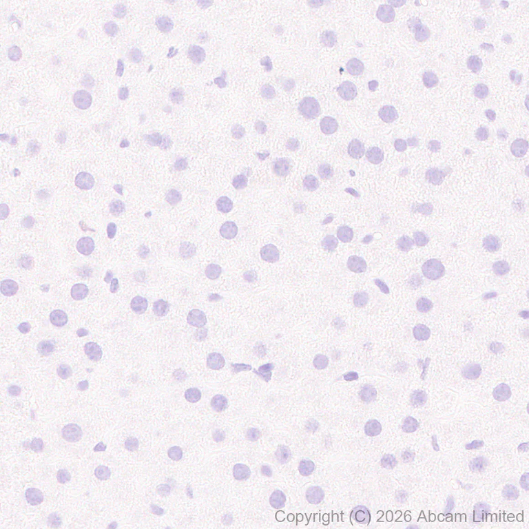 Immunohistochemistry (Formalin/PFA-fixed paraffin-embedded sections) - Anti-nNOS (phospho S847) antibody [EPR28208-546] (AB325748)