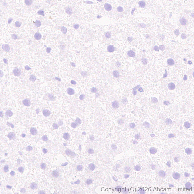 Immunohistochemistry (Formalin/PFA-fixed paraffin-embedded sections) - Anti-nNOS (phospho S847) antibody [EPR28208-546] (AB325748)
