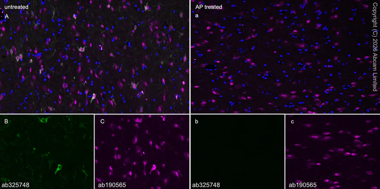Immunohistochemistry (Frozen sections) - Anti-nNOS (phospho S847) antibody [EPR28208-546] (AB325748)