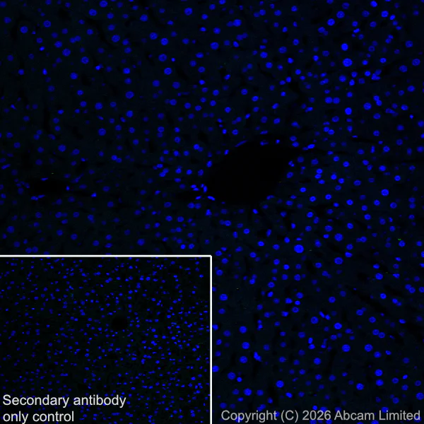 Immunohistochemistry (Frozen sections) - Anti-nNOS (phospho S847) antibody [EPR28208-546] (AB325748)
