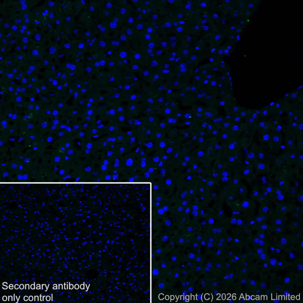 Immunohistochemistry (Frozen sections) - Anti-nNOS (phospho S847) antibody [EPR28208-546] (AB325748)