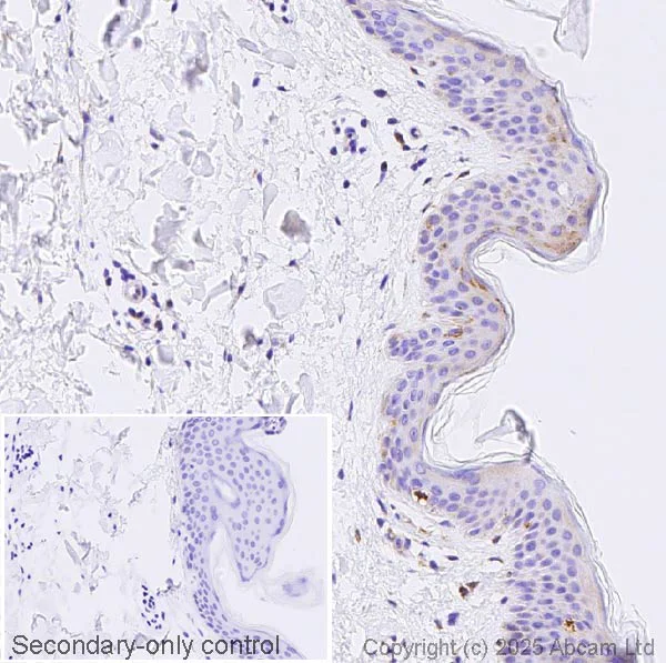 Immunohistochemistry (Formalin/PFA-fixed paraffin-embedded sections) - Anti-NNT1 antibody [EPR26908-17] (AB325384)