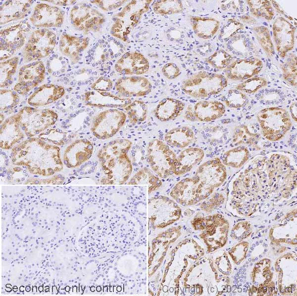 Immunohistochemistry (Formalin/PFA-fixed paraffin-embedded sections) - Anti-NNT1 antibody [EPR26908-17] (AB325384)