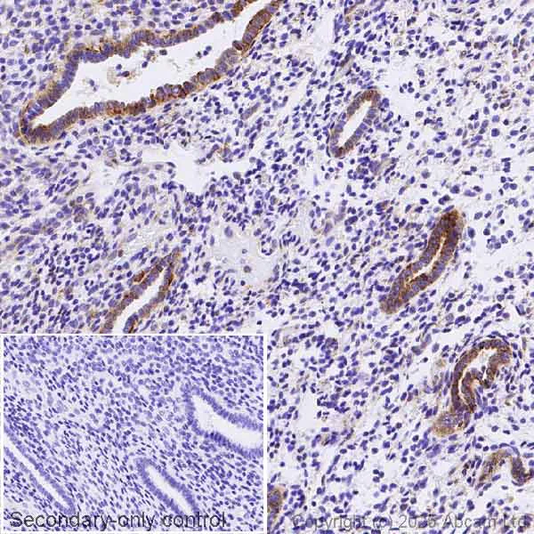 Immunohistochemistry (Formalin/PFA-fixed paraffin-embedded sections) - Anti-NNT1 antibody [EPR26908-17] (AB325384)