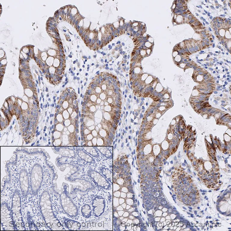 Immunohistochemistry (Formalin/PFA-fixed paraffin-embedded sections) - Anti-NNT1 antibody [EPR26908-17] (AB325384)