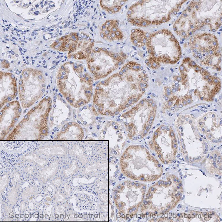 Immunohistochemistry (Formalin/PFA-fixed paraffin-embedded sections) - Anti-NNT1 antibody [EPR26908-17] (AB325384)