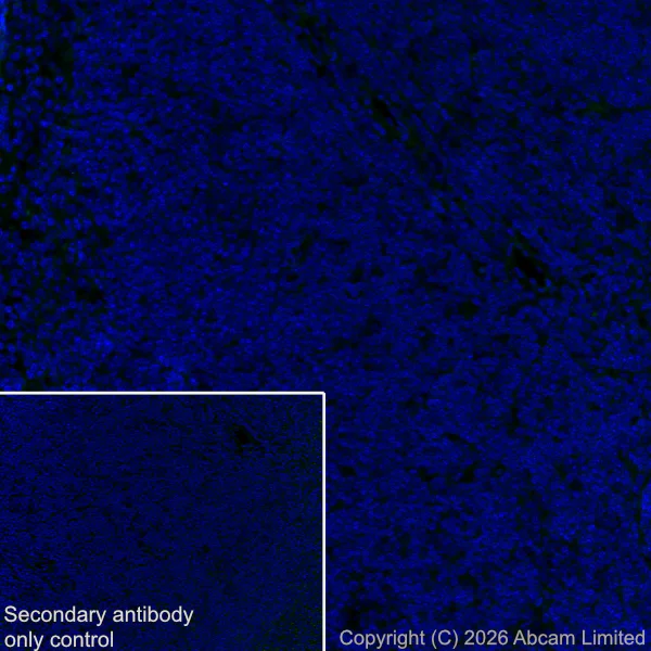 Immunohistochemistry (Frozen sections) - Anti-NOBOX antibody [EPR31141-550] (AB326941)