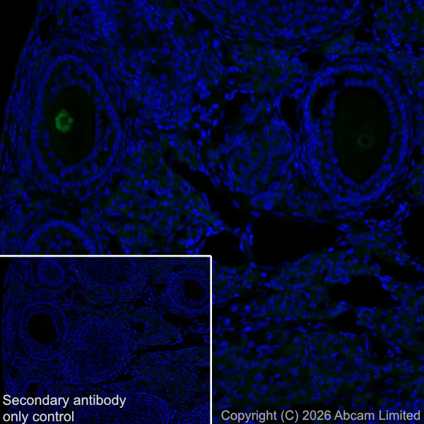 Immunohistochemistry (Frozen sections) - Anti-NOBOX antibody [EPR31141-550] - BSA and Azide free (AB326946)