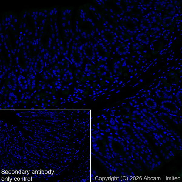 Immunohistochemistry (Frozen sections) - Anti-NOBOX antibody [EPR31141-550] - BSA and Azide free (AB326946)