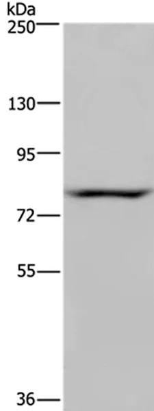 Western blot - Anti-NOC2L antibody (AB198171)