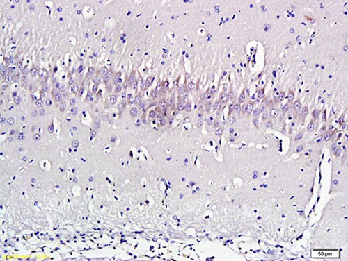 Immunohistochemistry (Formalin/PFA-fixed paraffin-embedded sections) - Anti-Nociceptin antibody (AB216413)