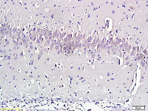 Immunohistochemistry (Formalin/PFA-fixed paraffin-embedded sections) - Anti-Nociceptin antibody (AB216413)