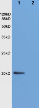 Western blot - Anti-Nociceptin antibody (AB216413)