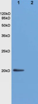 Western blot - Anti-Nociceptin antibody (AB216413)