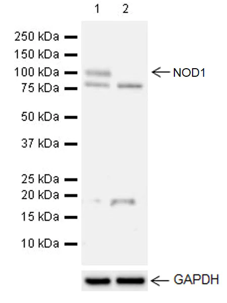 Western blot - Anti-NOD1 antibody [EPR20833] (AB215726)