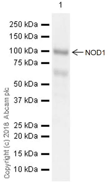 Western blot - Anti-NOD1 antibody [EPR20833] (AB215726)