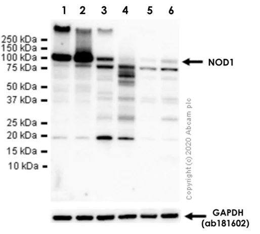 Western blot - Anti-NOD1 antibody [EPR20833] - BSA and Azide free (AB238676)
