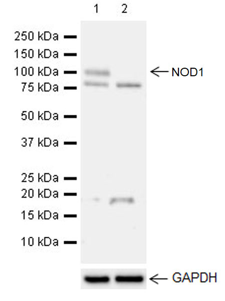 Western blot - Anti-NOD1 antibody [EPR20833] - BSA and Azide free (AB238676)