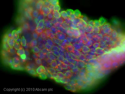 Immunocytochemistry/ Immunofluorescence - Anti-Nodal antibody [5C3] (AB55676)