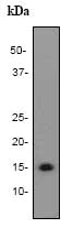 Western blot - Anti-Nodal antibody [EP2058Y] (AB81287)