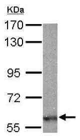 Western blot - Anti-Noelin antibody - C-terminal (AB151416)