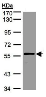 Western blot - Anti-Noelin antibody - C-terminal (AB151416)