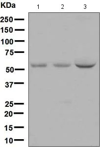 Western blot - Anti-Noelin antibody [EPR6439(2)] (AB133746)