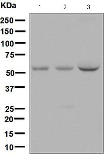 Western blot - Anti-Noelin antibody [EPR6439(2)] - BSA and Azide free (AB248637)