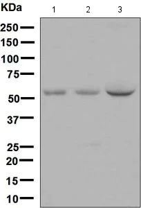 Western blot - Anti-Noelin antibody [EPR6439(2)] - BSA and Azide free (AB248637)