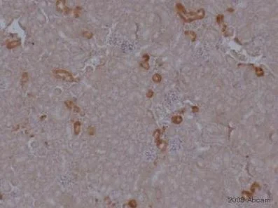 Immunohistochemistry (Formalin/PFA-fixed paraffin-embedded sections) - Anti-Noggin antibody (AB16054)