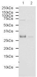 Western blot - Anti-Noggin antibody (AB16054)