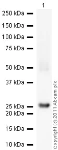 Western blot - Anti-Noggin antibody (AB16054)