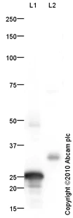 Western blot - Anti-Noggin antibody (AB16054)