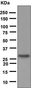 Western blot - Anti-Noggin antibody [EPR1561] - BSA and Azide free (AB248084), expandable thumbnail