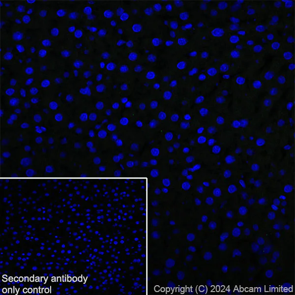 Immunohistochemistry (Frozen sections) - Anti-Nogo A + Nogo D antibody [EPR26286-15] (AB318264)
