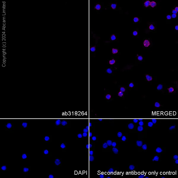 Immunocytochemistry/ Immunofluorescence - Anti-Nogo A + Nogo D antibody [EPR26286-15] - BSA and Azide free (AB318265)
